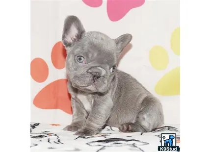 a grey cat with a pink background