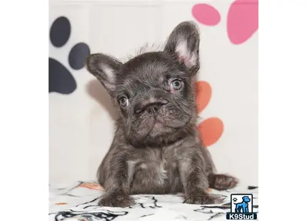 a small brown animal