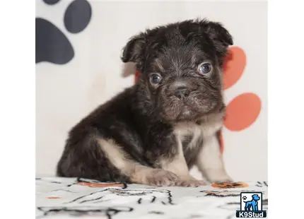 a small french bulldog puppy sitting on a newspaper