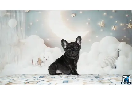 a black french bulldog dog sitting on a bed