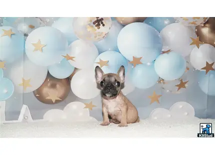 a french bulldog dog in front of a wall of balloons