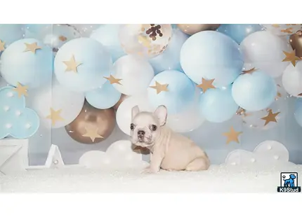 a french bulldog dog sitting in front of a wall of balloons