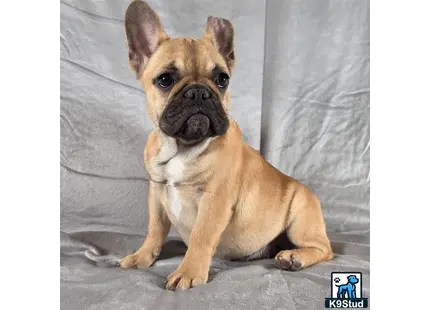 a french bulldog dog sitting on the floor