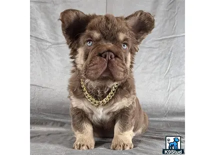 a french bulldog puppy with a chain