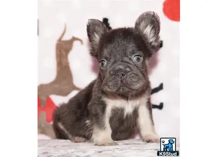 a small brown and white french bulldog puppy