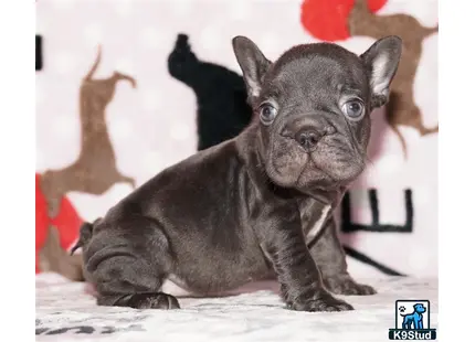 a small black french bulldog dog
