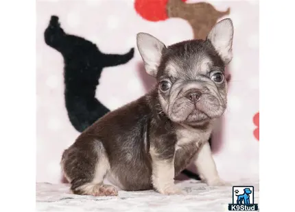 a small french bulldog dog with a black background