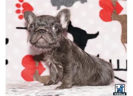a small french bulldog dog sitting on the ground