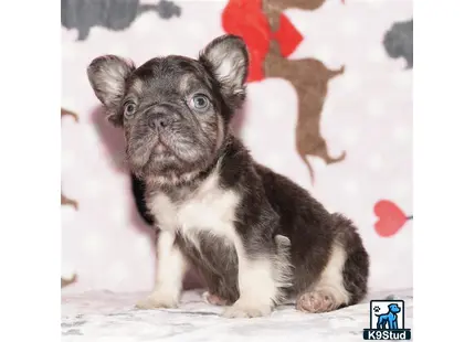 a small black and white french bulldog dog