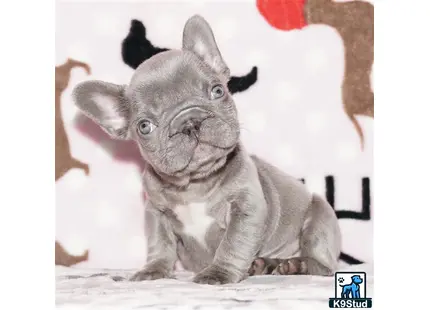 a cat sitting looking at the camera