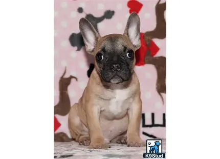 a french bulldog dog sitting on a wood floor