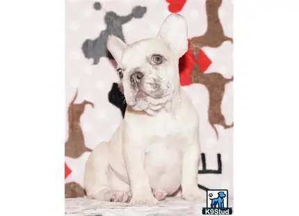 Error: Operation returned an invalid status code 429<br/>Stack Trace:    at Microsoft.Azure.CognitiveServices.Vision.ComputerVision.ComputerVisionClient.<DescribeImageInStreamWithHttpMessagesAsync>d__41.MoveNext()
--- End of stack trace from previous location where exception was thrown ---
   at System.Runtime.ExceptionServices.ExceptionDispatchInfo.Throw()
   at System.Runtime.CompilerServices.TaskAwaiter.HandleNonSuccessAndDebugger