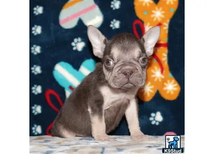a french bulldog dog wearing a hat