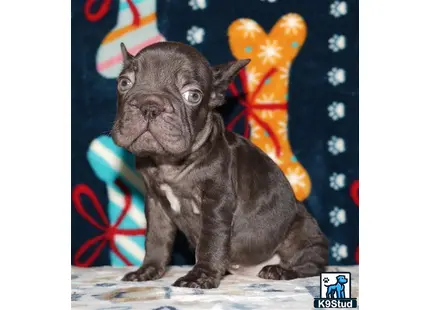 a cat sitting on a table