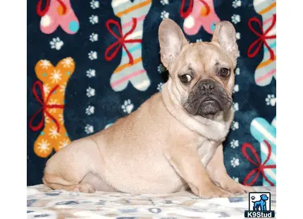 a french bulldog dog lying on a bed