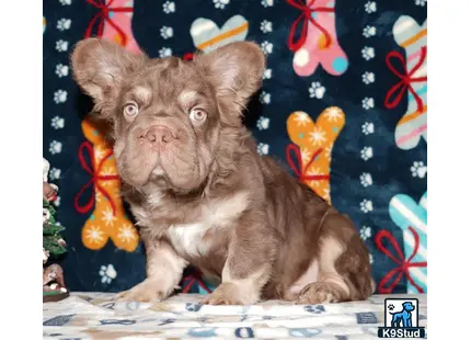 a french bulldog dog wearing a hat