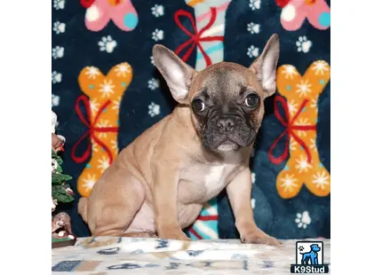 Error: Operation returned an invalid status code 429<br/>Stack Trace:    at Microsoft.Azure.CognitiveServices.Vision.ComputerVision.ComputerVisionClient.<DescribeImageInStreamWithHttpMessagesAsync>d__41.MoveNext()
--- End of stack trace from previous location where exception was thrown ---
   at System.Runtime.ExceptionServices.ExceptionDispatchInfo.Throw()
   at System.Runtime.CompilerServices.TaskAwaiter.HandleNonSuccessAndDebugger