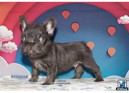 a cat standing on a bed