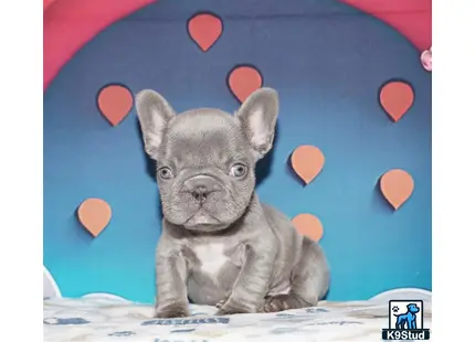a grey cat with a blue background