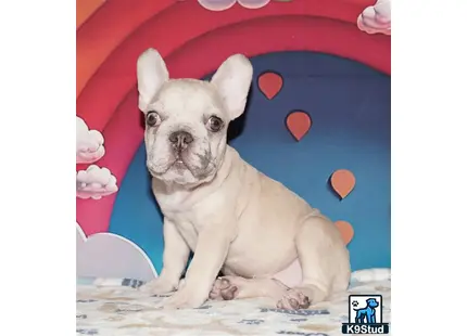 Error: Operation returned an invalid status code 429<br/>Stack Trace:    at Microsoft.Azure.CognitiveServices.Vision.ComputerVision.ComputerVisionClient.<DescribeImageInStreamWithHttpMessagesAsync>d__41.MoveNext()
--- End of stack trace from previous location where exception was thrown ---
   at System.Runtime.ExceptionServices.ExceptionDispatchInfo.Throw()
   at System.Runtime.CompilerServices.TaskAwaiter.HandleNonSuccessAndDebugger