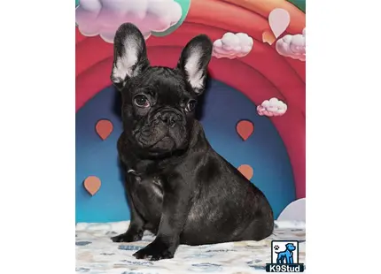 Error: Operation returned an invalid status code 429<br/>Stack Trace:    at Microsoft.Azure.CognitiveServices.Vision.ComputerVision.ComputerVisionClient.<DescribeImageInStreamWithHttpMessagesAsync>d__41.MoveNext()
--- End of stack trace from previous location where exception was thrown ---
   at System.Runtime.ExceptionServices.ExceptionDispatchInfo.Throw()
   at System.Runtime.CompilerServices.TaskAwaiter.HandleNonSuccessAndDebugger