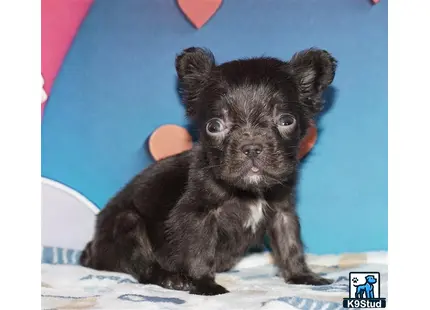 a small black french bulldog puppy