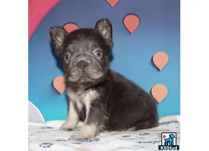 a small french bulldog dog sitting on a blanket
