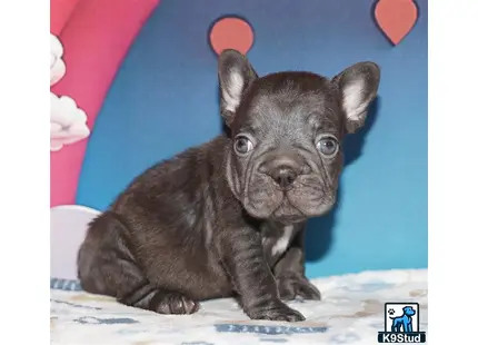 a small black animal