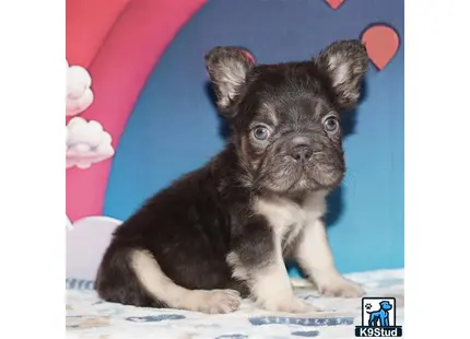 a small french bulldog puppy sitting