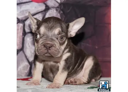 a small french bulldog puppy sitting