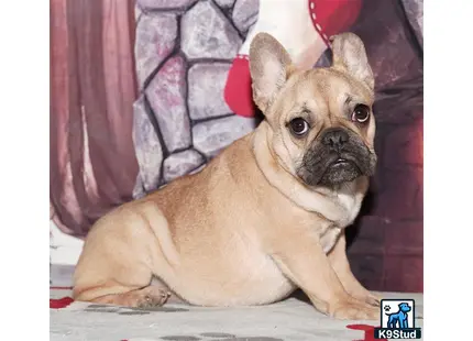 a french bulldog dog sitting on a couch