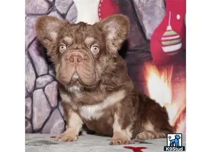 a french bulldog dog sitting on a couch