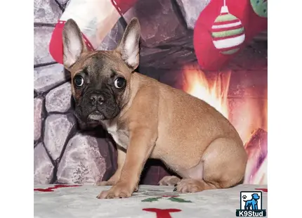 Error: Operation returned an invalid status code 429<br/>Stack Trace:    at Microsoft.Azure.CognitiveServices.Vision.ComputerVision.ComputerVisionClient.<DescribeImageInStreamWithHttpMessagesAsync>d__41.MoveNext()
--- End of stack trace from previous location where exception was thrown ---
   at System.Runtime.ExceptionServices.ExceptionDispatchInfo.Throw()
   at System.Runtime.CompilerServices.TaskAwaiter.HandleNonSuccessAndDebugger