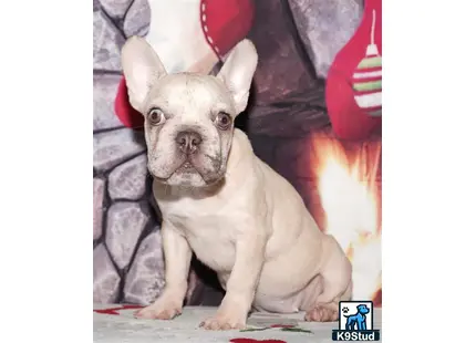 Error: Operation returned an invalid status code 429<br/>Stack Trace:    at Microsoft.Azure.CognitiveServices.Vision.ComputerVision.ComputerVisionClient.<DescribeImageInStreamWithHttpMessagesAsync>d__41.MoveNext()
--- End of stack trace from previous location where exception was thrown ---
   at System.Runtime.ExceptionServices.ExceptionDispatchInfo.Throw()
   at System.Runtime.CompilerServices.TaskAwaiter.HandleNonSuccessAndDebugger