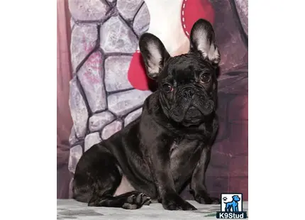 Error: Operation returned an invalid status code 429<br/>Stack Trace:    at Microsoft.Azure.CognitiveServices.Vision.ComputerVision.ComputerVisionClient.<DescribeImageInStreamWithHttpMessagesAsync>d__41.MoveNext()
--- End of stack trace from previous location where exception was thrown ---
   at System.Runtime.ExceptionServices.ExceptionDispatchInfo.Throw()
   at System.Runtime.CompilerServices.TaskAwaiter.HandleNonSuccessAndDebugger