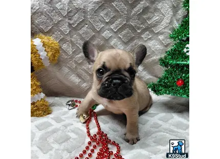 a french bulldog dog sitting on the ground