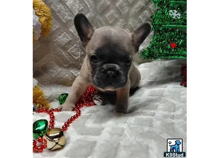 a french bulldog dog on a leash