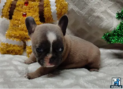 a rabbit lying on snow