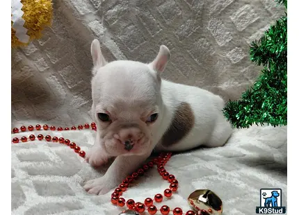 a white and brown french bulldog dog