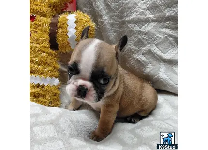 a french bulldog dog lying on the ground