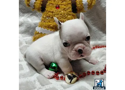 a french bulldog dog lying on a blanket