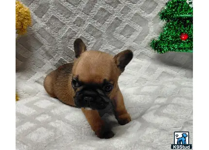 a french bulldog dog lying on the ground