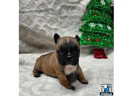 a french bulldog dog sitting next to a christmas tree