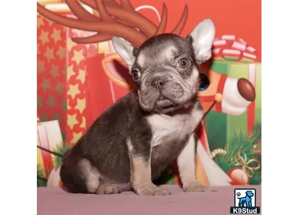 Error: Operation returned an invalid status code 429<br/>Stack Trace:    at Microsoft.Azure.CognitiveServices.Vision.ComputerVision.ComputerVisionClient.<DescribeImageInStreamWithHttpMessagesAsync>d__41.MoveNext()
--- End of stack trace from previous location where exception was thrown ---
   at System.Runtime.ExceptionServices.ExceptionDispatchInfo.Throw()
   at System.Runtime.CompilerServices.TaskAwaiter.HandleNonSuccessAndDebugger