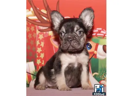 Error: Operation returned an invalid status code 429<br/>Stack Trace:    at Microsoft.Azure.CognitiveServices.Vision.ComputerVision.ComputerVisionClient.<DescribeImageInStreamWithHttpMessagesAsync>d__41.MoveNext()
--- End of stack trace from previous location where exception was thrown ---
   at System.Runtime.ExceptionServices.ExceptionDispatchInfo.Throw()
   at System.Runtime.CompilerServices.TaskAwaiter.HandleNonSuccessAndDebugger