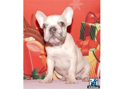 Error: Operation returned an invalid status code 429<br/>Stack Trace:    at Microsoft.Azure.CognitiveServices.Vision.ComputerVision.ComputerVisionClient.<DescribeImageInStreamWithHttpMessagesAsync>d__41.MoveNext()
--- End of stack trace from previous location where exception was thrown ---
   at System.Runtime.ExceptionServices.ExceptionDispatchInfo.Throw()
   at System.Runtime.CompilerServices.TaskAwaiter.HandleNonSuccessAndDebugger