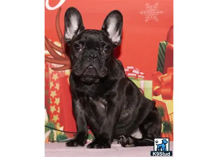 Error: Operation returned an invalid status code 429<br/>Stack Trace:    at Microsoft.Azure.CognitiveServices.Vision.ComputerVision.ComputerVisionClient.<DescribeImageInStreamWithHttpMessagesAsync>d__41.MoveNext()
--- End of stack trace from previous location where exception was thrown ---
   at System.Runtime.ExceptionServices.ExceptionDispatchInfo.Throw()
   at System.Runtime.CompilerServices.TaskAwaiter.HandleNonSuccessAndDebugger