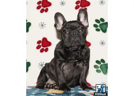 a black french bulldog dog sitting on a blue surface