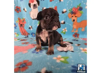 a french bulldog dog sitting on a blue surface