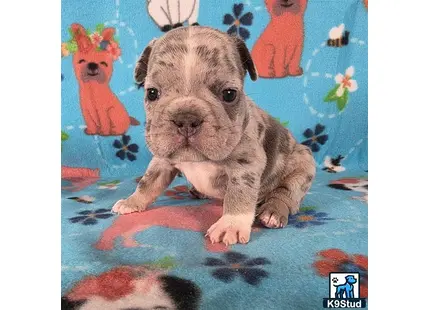 a french bulldog puppy on a bed